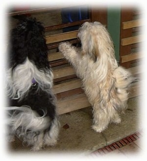 The back of two dogs that are Standing up against a small wall.