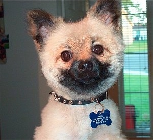 Close up - A shorthaired tan with white and black Pomeranian is looking forward and its head is tilted slightly to the left.