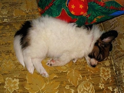 Top down view of a white with brown and black Papillon puppy that is sleeping on its left side on top of a yellow couch. There is a Christmas pillow behind it.