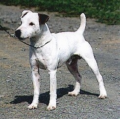Front side view - A white with black Parson Russell Terrier is standing on a gravelly driveway looking to the left. It is all white with one black ear and its tail is up high in the air.