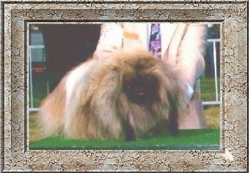 A tan with white and black Pekingese is standing on a green table. There is a person in a peach suit standing behind it at a dog show.