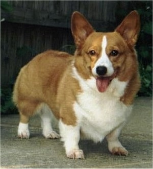 Front side view - A happy-looking  tan with white Pembroke Welsh Corgi is standing on a sidewalk and it is looking forward. Its mouth is open and its tongue is out and its legs are short.