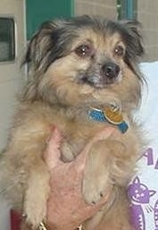 Close up - A long haired black with tan Pomchi is being held in the air by a persons hand.