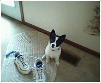 A perk-eared, white with black Pomchi puppy is sitting on a tan oval woven rug with a pair of shoes on it. The puppy is looking up.