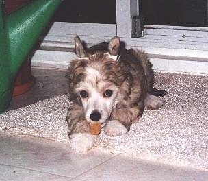 Yoshi the Chinese Crested Powderpuff Puppy is laying on a rug and chewing on a bone