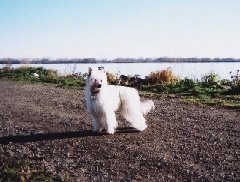 Yoshi the Chinese Crested Powderpuff Puppy is standing on a dirt path with a large body of water behind it