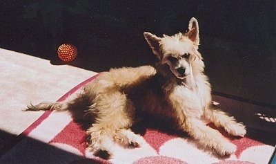 Yoshi the Chinese Crested Powderpuff Puppy is laying on a rug with a beam of sunlight lighting it up.