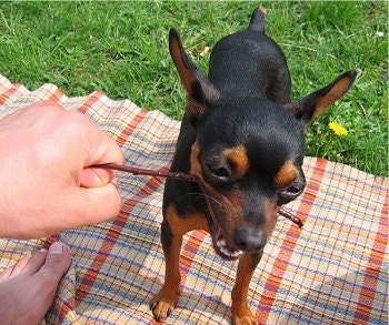 A black with tan Prazsky Krysarik dog is standing on a picnic blanket and it has a stick in its mouth that a person is holding. Its eye sockets are bulging out of its small head.