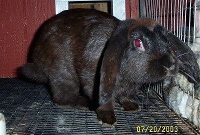 A black rabbit with long drop ears inside of a red rabbit hutch