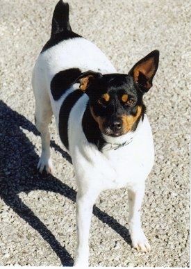 Front view - A white with black and tan Rat Terrier dog is standing on a concrete surface and it is looking up. Its left ear is flopped down and its right ear is standing straight up. Its body is mostly white with a few black spots and its head is mostly black and tan. Its tail and back end are black.