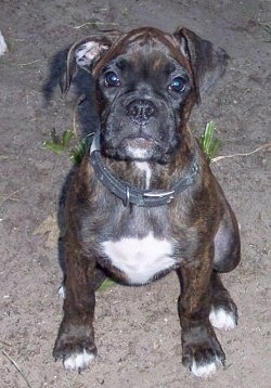 Close up front view - A thick, brindle with white Boxer puppy is sitting in dirt and it is looking forward.