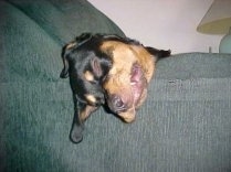 A sleeping black and tan Rottweiler puppy head is laying on the arm of a couch with its skin and ears hanging over the sides.