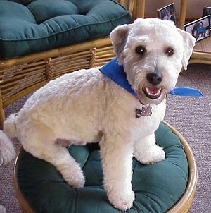 An apricot Schnoodle is wearing a blue bandana and it is sitting on a wicker ottoman. The dog is looking forward, its mouth is open and it looks like it is smiling. It has a thick shaved coat.