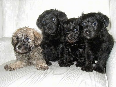 buy schnoodle puppy