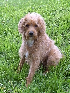Front side view - A wavy coated, tan with white Schnoodle dog is sitting in grass and it is looking forward.