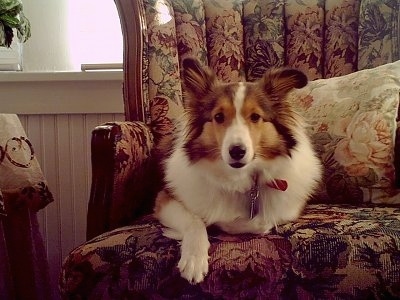Front view - A brown and white Shetland Sheepdog puppy is laying in a floral print arm chair looking forward and its mouth is slightly open.