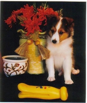 A brown and white Shetland Sheepdog puppy is sitting next to a vase filled with red flowers and there is a clothes pin squeaky toy in front of it.