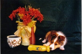 A brown and white Shetland Sheepdog puppy is laying down on a green backdrop, its paw is overtop of a plastic toy and to the left of it is a vase filled with flowers.
