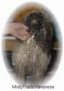 Front view - A wet, dirty white and brown dog is standing on a surface and a person is rubbing under its chin.