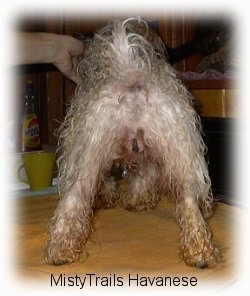 The wet backend of a white dog that is standing on a towel. The dog's back legs are straight.