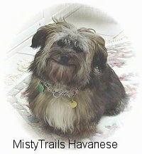 A black with tan and white Havanese is sitting on a rug, it is looking up, its head is slightly tilted to the right and it looks like it is smiling.