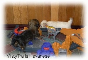 Two Havanese dogs are standing on and in front of a hot wheels toy structure.