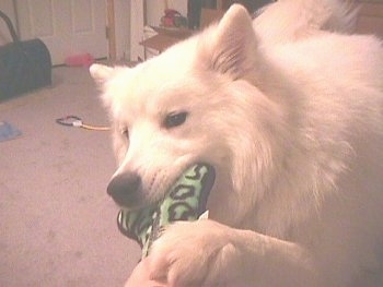 Close up - A white Samoyed is laying on a carpet and it is chewing on a grreen and white plush dog bone toy.