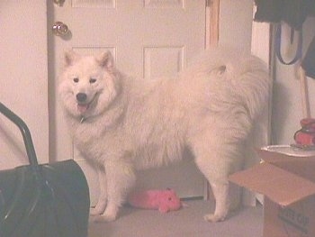 The left side of a fluffy white Samoyed dog standing across a carpet in front of a white door. Its tail is curled up over its back.