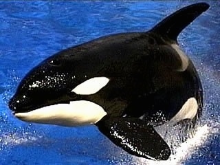 Close up - Shamu the Killer Whale in blue water. Shamu is jumping out of the water.