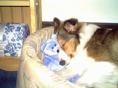 A brown and white Shetland Sheepdog puppy is sleeping across a dog bed and its head is on top of a light purple Teddy Bear.