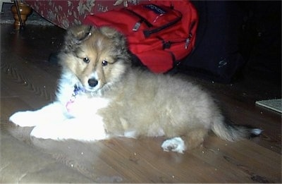 The left side of a fluffy, soft-looking, brown and white Shetland Sheepdog puppy is laying across a hardwood floor, it is looking forward and its head is slightly tilted to the right.