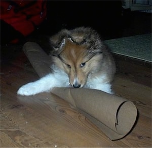 Front view - A brown and white Shetland Sheepdog puppy has its front paw over top of a cardboard roll and it is looking down at the roll.