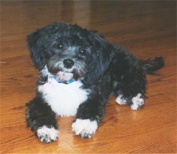 A soft looking, black with white Shih-Poo puppy is laying across a hardwood floor, its head is tilted to the right and it is looking forward.