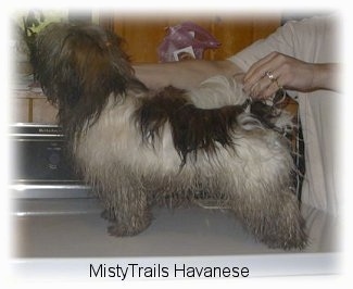 Left Profile - A wet dirty white and brown dog is being posed in a show stack on a washing machine by a person behind it.