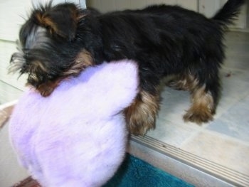 The left side of a tiny little black with tan Silky Terrier dog standing in a doorway with a light purple pillow in its mouth.