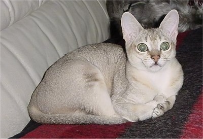 Singapura the Cat is laying on a red and black blanket on a couch and looking a the camera holder with a gray cat in the background