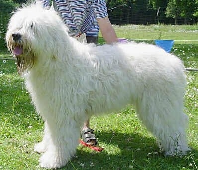 The left side of a tall, large breed, long coated, shaggy looking, white South Russian Ovtcharka that is standing in grass, its mouth is open, its tongue is out and it is looking to the left. There is a persons tanding behind it and touching its side.