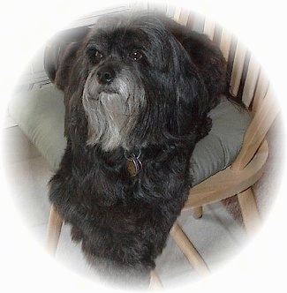 A black and gray Tibetan Terrier is laying across a wooden chair and it is looking to the left.