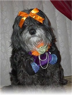 A gray and white Tibetan Terrier is sitting on a rug, it is looking forward, it has an orange bow in its hair and under it is wearing a witch necklace.