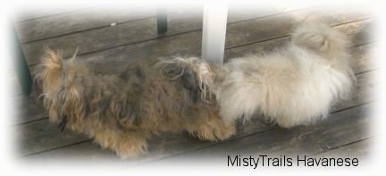 Two dogs standing on a hardwood porch under a table