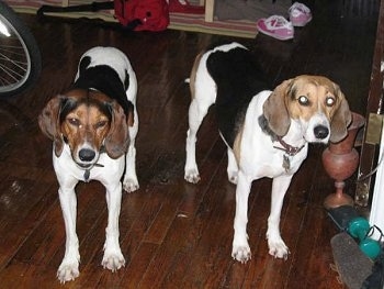 Two black and white with brown Treeing Walker Coonhounds are standing on a hardwood floor and they are looking forward. There is a bike next to them.