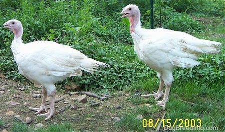 Two young white turkeys are standing in a field with a fence behind them.