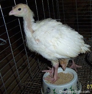 A white and yellow baby turkey is standing on top of the food bowl with another young turkey eating out of it