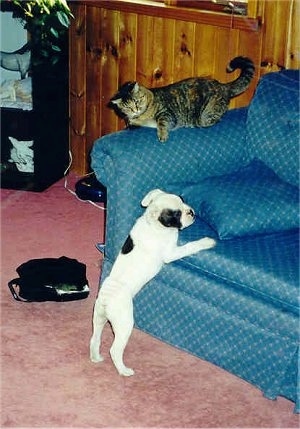 Duncan the Valley Bulldog puppy is jumping up at a blue couch with Kz the tabby cat sitting on the couches arm