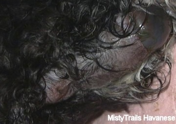 Close up - A puppy in a Sac is coming out of the back end of a dog with long black hair.