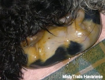 A newly born black and white puppy still in its sac is laying next to a dam with black hair.