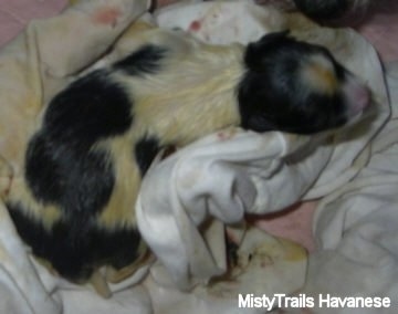 Topdown view of a white with black puppy that is covered in sac fluid and it is laying on a towel. It has yellow on its white fur.