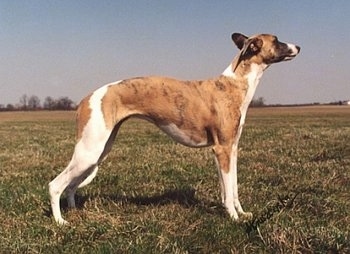 The right side of a white and tan brindle Whippet dog that is standing across a field. It is looking to the right.