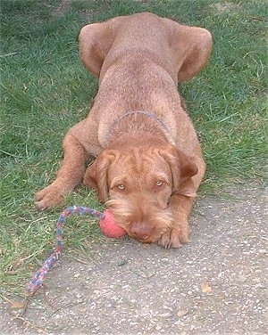 A red Wirehaired Vizsla is laying down at the corner of a sidewalk and it has a ball in its mouth. The dog has yellow eyes a short coat with longer hair on the snout.