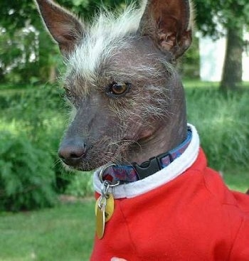 Close up - The left side of a hairless Xoloitzcuintli dog with scruffy white hair on its face and between its ears. It is wearing a red sweater with a white collar and it is sitting on a grass surface.